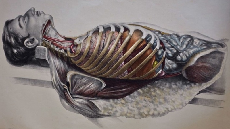Photo of a drawing from a medical text depicting a cross-section of the human body, with muscle, veins, organs etc. exposed. 